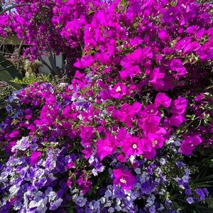 Meet the Corner Vortex ✨